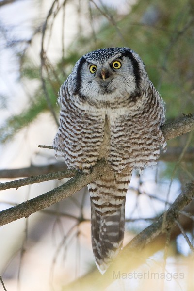 IMG_6782c.jpg - Northern Hawk-Owl (Surnia ulula)